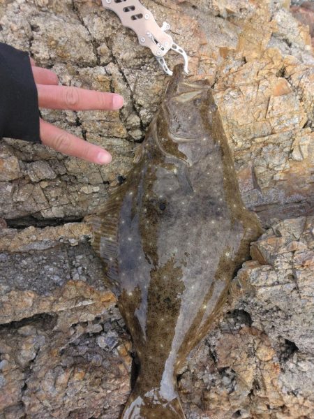 釣り初めでヒラメ5枚