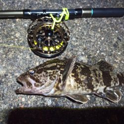 2023/01/02 南港ヘチ落とし込み釣り釣行