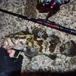 2023/01/03 南港ライトゲーム釣行