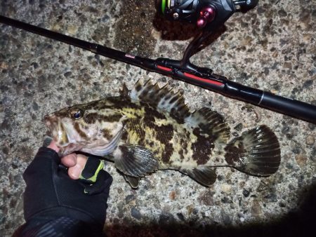 2023/01/03 南港ライトゲーム釣行…