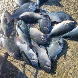 和歌山市江(吉丸渡船)でフカセ釣り