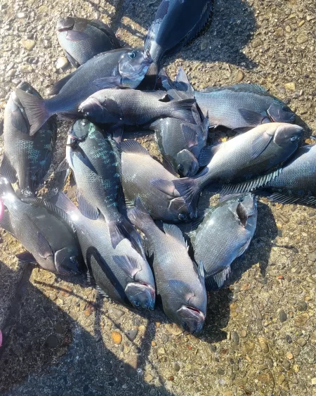 和歌山市江(吉丸渡船)でフカセ釣り