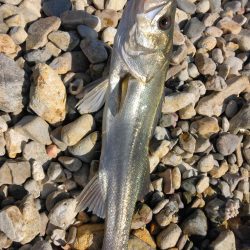 ヒラメとシーバス