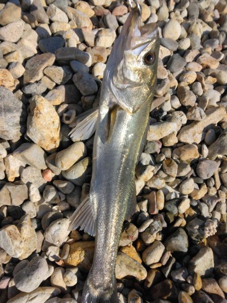 ヒラメとシーバス