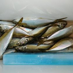 風裏アジ釣り