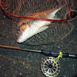 2023/01/07 南港ヘチ釣り釣行