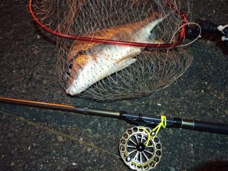 2023/01/07 南港ヘチ釣り釣行