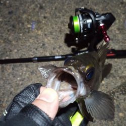 2023/01/08 南港ライトゲーム釣行