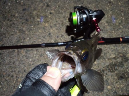 2023/01/08 南港ライトゲーム釣行