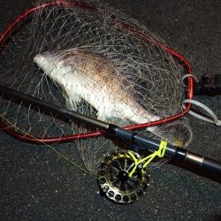 2023/01/09 南港ヘチ釣り釣行