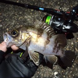 2023/01/10 南港ライトゲーム釣行