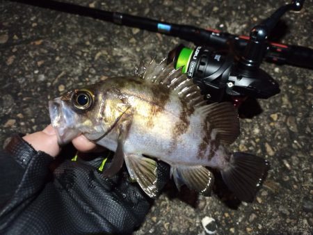 2023/01/10 南港ライトゲーム釣行