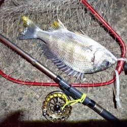 2023/01/12 南港ヘチ釣り釣行