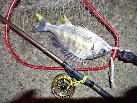 2023/01/12 南港ヘチ釣り釣行