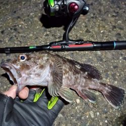 2023/01/13 南港ライトゲーム釣行