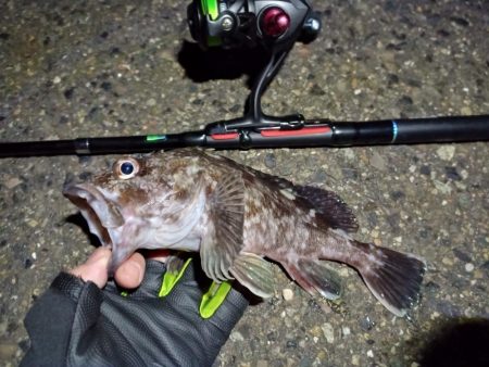 2023/01/13 南港ライトゲーム釣行