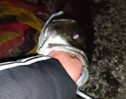 海バス釣れました