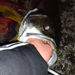 海バス釣れました