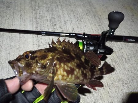 2023/01/19 南港ライトゲーム釣行