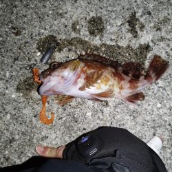 底質調査でガシラ