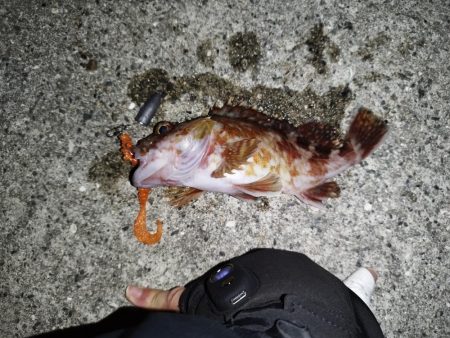 底質調査でガシラ