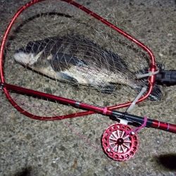 2023/01/21 南港ヘチ釣り釣行