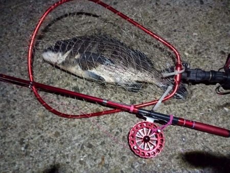 2023/01/21 南港ヘチ釣り釣行