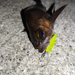 今季初メバル！