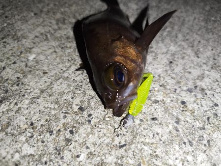 今季初メバル！