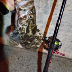 2023/01/23 南港ライトゲーム釣行