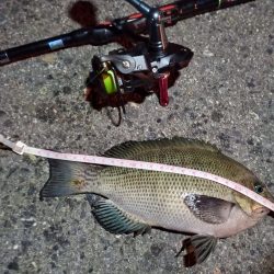 2023/01/24 南港ライトゲーム釣行