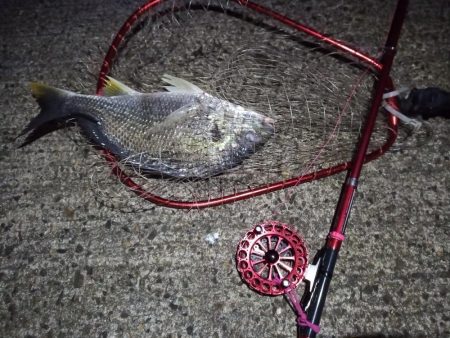 2023/01/26 南港ヘチ釣り釣行