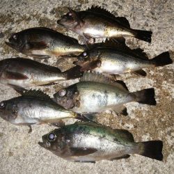 メバルだけですが