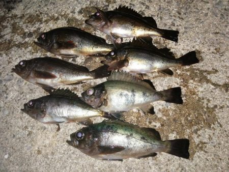 メバルだけですが