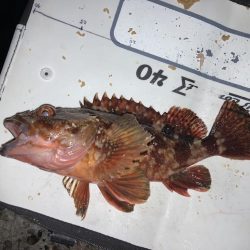 カサゴ入れ食い！