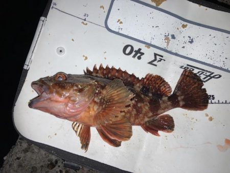 カサゴ入れ食い！