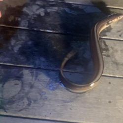 アナゴ釣り（ホテルニューアワジ系列夢泉景別荘　天原）