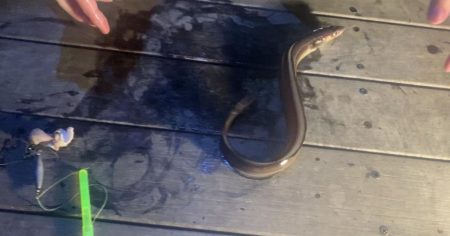 アナゴ釣り（ホテルニューアワジ系列夢泉景別荘　天原）