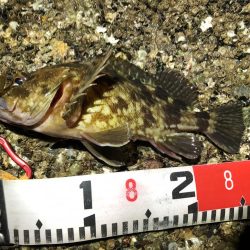 根魚（ガシラ）