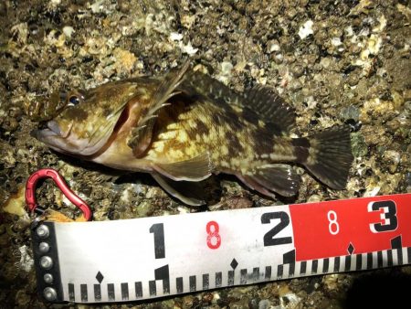 根魚（ガシラ）