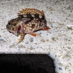 2023アジング？初釣り