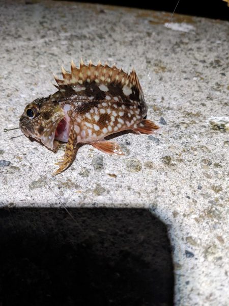 2023アジング？初釣り