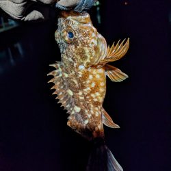 アジ時々ガシラ