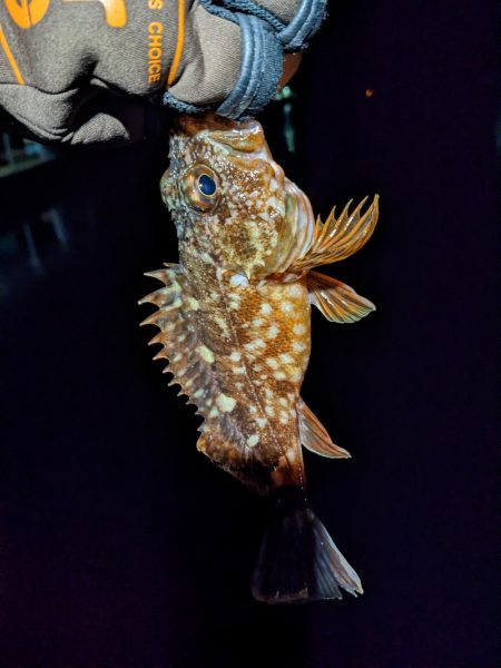 アジ時々ガシラ