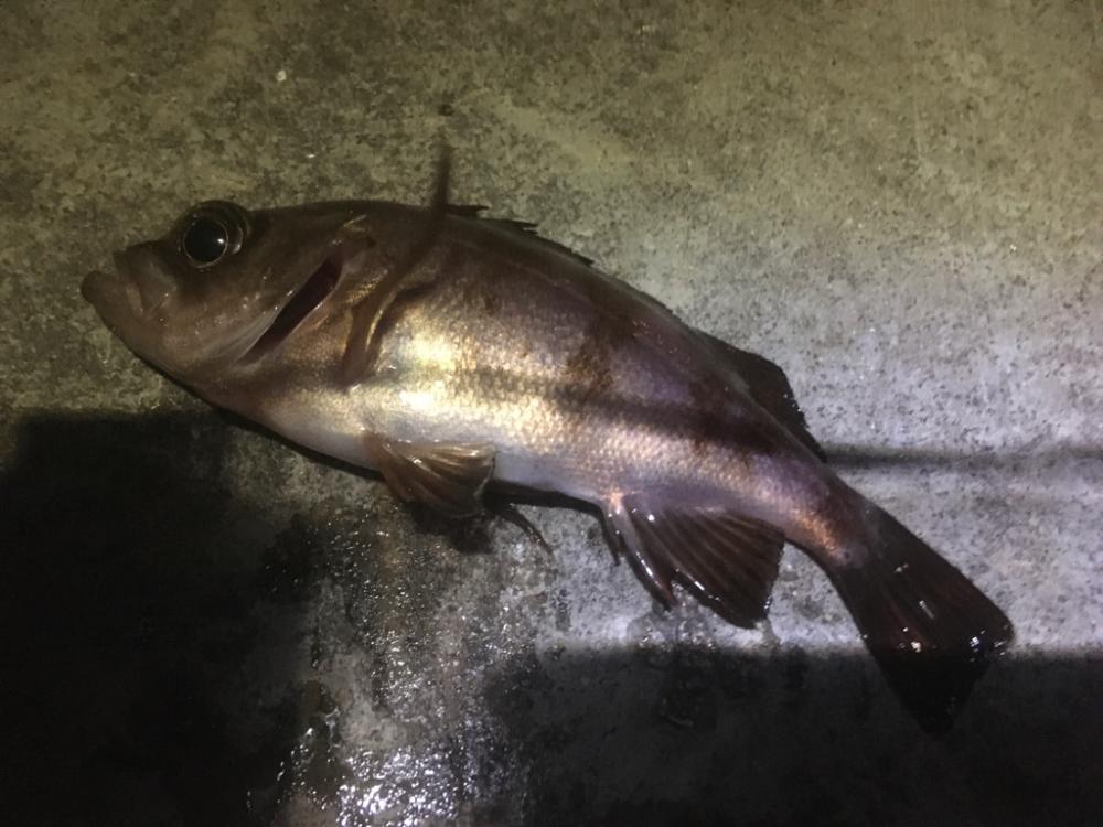 釣り始めは新春メバル