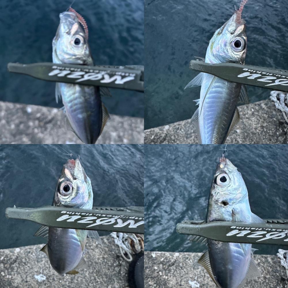 ボトムベッタリの豆アジ