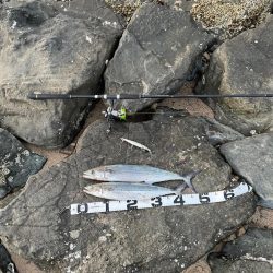 久々のサーフサゴシ