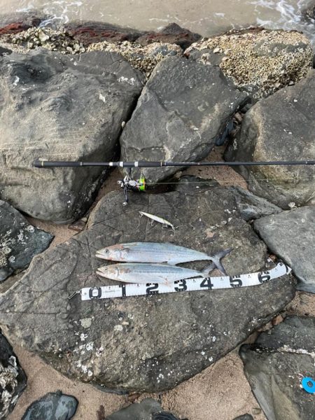 久々のサーフサゴシ