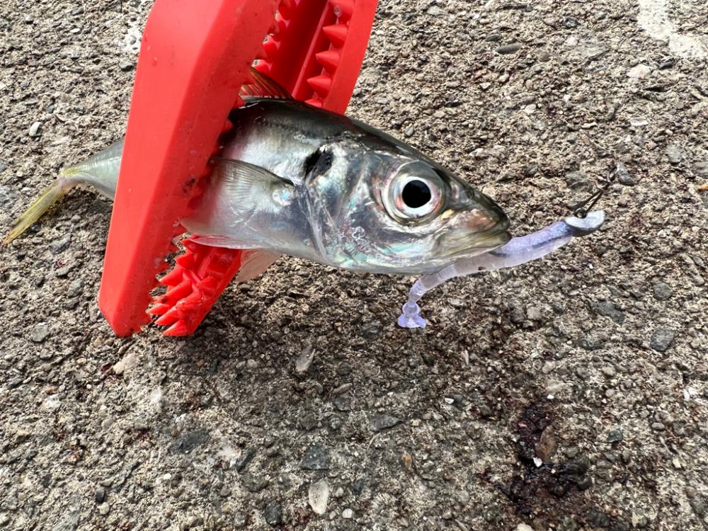 鯵を探して三千里Vel.21