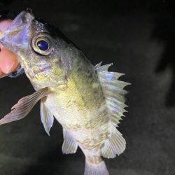 メバルプラッギング